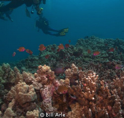 Hawaiian reef scene.  Big Island.  Canon G-10. Ikelite ho... by Bill Arle 